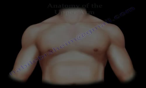 Anatomy Of The Upper Arm Everything You Need To Know Dr. Nabil Ebraheim