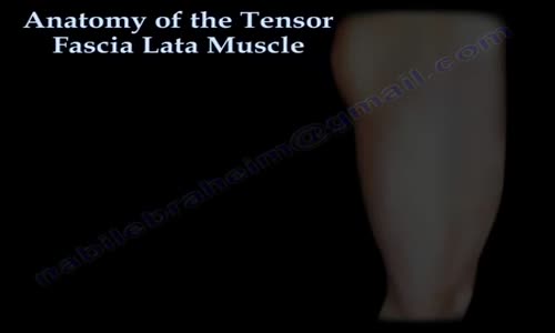 Anatomy of the Tensor Fascia Lata Muscle Everything You Need To Know Dr ...