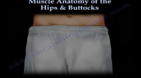 Muscle Anatomy Of The Hips & Buttocks  Everything You Need To Know  Dr. Nabil Ebraheim