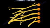 Lumbar Plexus  Everything You Need To Know  Dr. Nabil Ebraheim