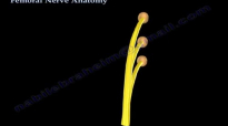 Femoral Nerve Anatomy  Everything You Need To Know  Dr. Nabil Ebraheim