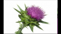 Blessed Thistle Health Benefits