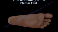 Muscle Anatomy Of The Plantar Foot  Everything You Need To Know  Dr. Nabil Ebraheim