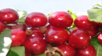 Cherries health benefits. Healthy life