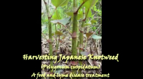 Japanese Knotweed  A Food, Medicine, Teacher, and Herbal Healer