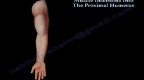 Muscle Insertions Into The Proximal Humerus  Everything You Need To Know  Dr. Nabil Ebraheim