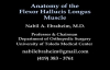 Anatomy Of The Flexor Hallucis Longus Muscle  Everything You Need To Know  Dr. Nabil Ebraheim