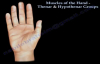 Muscles Of The Hand Thenar & Hypothenar Groups  Everything You Need To Know  Dr. Nabil Ebraheim