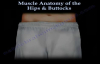 Muscle Anatomy Of The Hips & Buttocks  Everything You Need To Know  Dr. Nabil Ebraheim