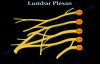 Lumbar Plexus  Everything You Need To Know  Dr. Nabil Ebraheim
