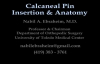 Calcaneal Pin Insertion Anatomy  Everything You Need To Know  Dr. Nabil Ebraheim