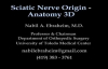 Sciatic Nerve , Anatomy , 3D animation  Everything You Need To Know  Dr. Nabil Ebraheim