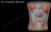 Pes Anserine Bursitis , knee pain  Everything You Need To Know  Dr. Nabil Ebraheim