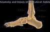 Anatomy and injuries of The Lateral Ankle  Everything You Need To Know  Dr. Nabil Ebraheim