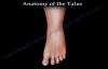 Anatomy Of The Talus  Everything You Need To Know  Dr. Nabil Ebraheim