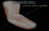 Tennis Elbow Muscle ECRB  Everything You Need To Know  Dr. Nabil Ebraheim