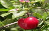 Acerola Fruit Health Benefits