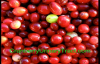 Cranberry & Urinary Tract health info you must know