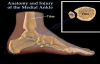 Anatomy and injuries of The Medial Ankle  Everything You Need To Know  Dr. Nabil Ebraheim
