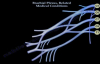 Brachial Plexus, Related Medical Conditions  Everything You Need To Know  Dr. Nabil Ebraheim