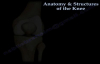 Anatomy & Structure Of The Knee , knee pain  Everything You Need To Know  Dr. Nabil Ebraheim