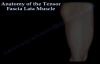 Anatomy of the Tensor Fascia Lata Muscle  Everything You Need To Know  Dr. Nabil Ebraheim