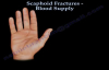 Scaphoid Fractures Blood Supply  Everything You Need To Know  Dr. Nabil Ebraheim