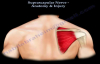 Suprascapular Nerve Anatomy & Injury  Everything You Need To Know  Dr. Nabil Ebraheim