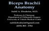 Biceps Brachii Anatomy  Everything You Need To Know  Dr. Nabil Ebraheim