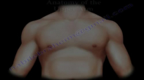 Anatomy Of The Upper Arm  Everything You Need To Know  Dr. Nabil Ebraheim