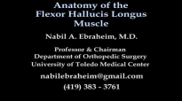 Anatomy Of The Flexor Hallucis Longus Muscle  Everything You Need To Know  Dr. Nabil Ebraheim