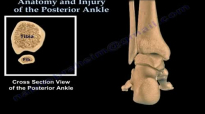 Posterior Ankle , Anatomy And Injury  Everything You Need To Know  Dr. Nabil Ebraheim
