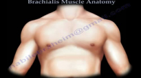 Brachialis Muscle Anatomy  Everything You Need To Know  Dr. Nabil Ebraheim