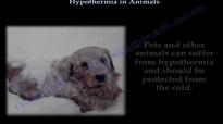Hypothermia In Animals,different  Everything You Need To Know  Dr. Nabil Ebraheim
