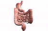 Important Health Benefits of Digestive Enzymes