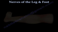 Nerves Of The Leg & Foot  Everything You Need To Know  Dr. Nabil Ebraheim
