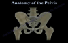 Anatomy Of The Pelvis  Everything You Need To Know  Dr. Nabil Ebraheim