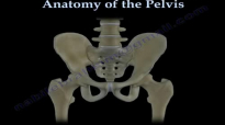 Anatomy Of The Pelvis  Everything You Need To Know  Dr. Nabil Ebraheim