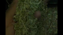 Dr Sebi Said Large Amounts.mp4