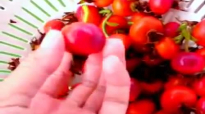 Harvesting Episode 24  Health Benefits of Rose Hips