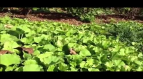 Gotu kola  Health Benefits of the Plants and Gotu Kola Supplement