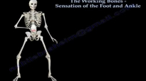 Sensory examination of the Foot And Ankle  Everything You Need To Know  Dr. Nabil Ebraheim