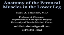 Anatomy Of The Peroneal Muscles In The Lower Leg  Everything You Need To Know  Dr. Nabil Ebraheim