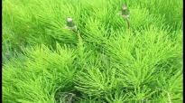 Horsetail Tea Health Benefits & Side Effects