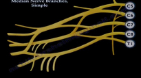 Median Nerve Branches, Simple  Everything You Need To Know  Dr. Nabil Ebraheim