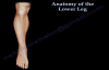 Anatomy Of The Lower Leg  Everything You Need To Know  Dr. Nabil Ebraheim