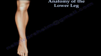 Anatomy Of The Lower Leg  Everything You Need To Know  Dr. Nabil Ebraheim