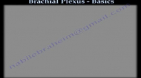 Brachial Plexus Basics  Everything You Need To Know  Dr. Nabil Ebraheim