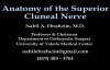 Anatomy Of The Superior Cluneal Nerve  Everything You Need To Know  Dr. Nabil Ebraheim