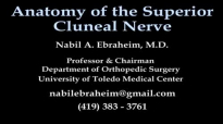 Anatomy Of The Superior Cluneal Nerve  Everything You Need To Know  Dr. Nabil Ebraheim